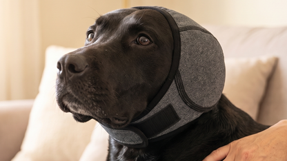 Orejeras para perros que amortiguan el ruido